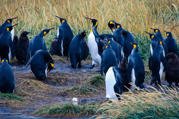 Big King Penguins Colony Parque Pinguino Rey Porvenir Tierra Del — стокове фото