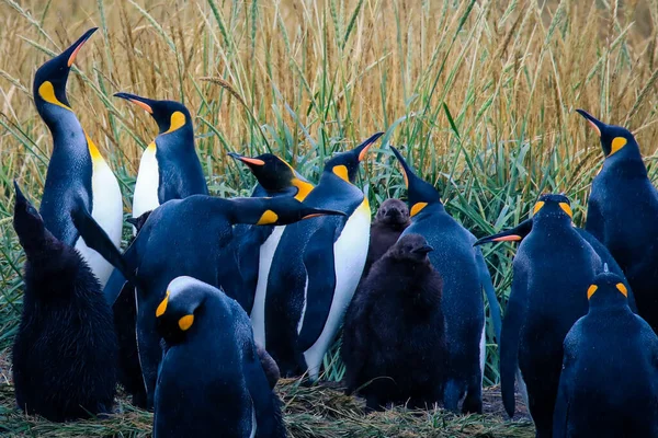 Big King Penguins Kolónia Parque Pinguino Rey Közelében Porvenir Tierra — Stock Fotó