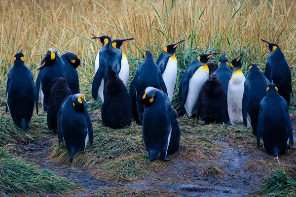 Big King Penguins Colony Parque Pinguino Rey Porvenir Tierra Del — стокове фото