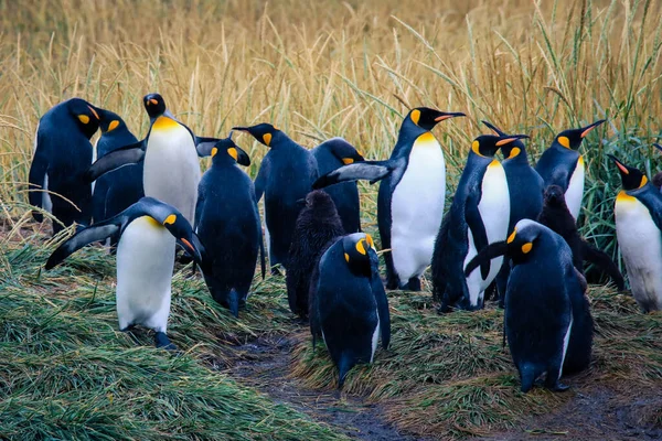 Big King Penguins Kolónia Parque Pinguino Rey Közelében Porvenir Tierra — Stock Fotó