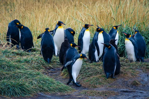 Big King Penguins Colony Parque Pinguino Rey Porvenir Tierra Del — стокове фото