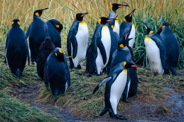 Колония Пингвинов Big King Pinguino Парке Pinguino Rey Вблизи Порвенира — стоковое фото