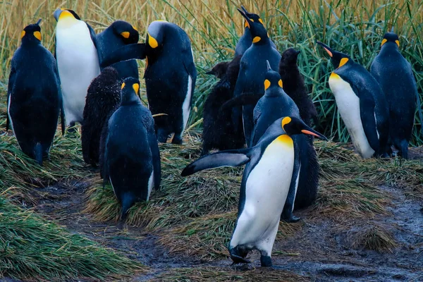 Big King Penguins Colony Parque Pinguino Rey Porvenir Tierra Del — стокове фото