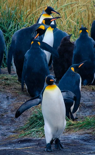 Ένας Μεγάλος Βασιλιάς Penguin Περπατώντας Και Χτυπώντας Φτερά Στην Αποικία — Φωτογραφία Αρχείου