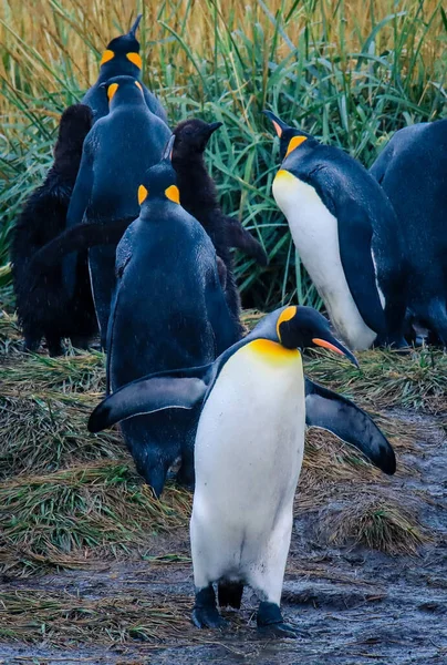 Egy Nagy Király Pingvin Sétál Veri Szárnyait Kolónia Parque Pinguino — Stock Fotó