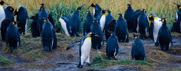 Big King Penguins Colony Parque Pinguino Rey Porvenir Tierra Del — стокове фото