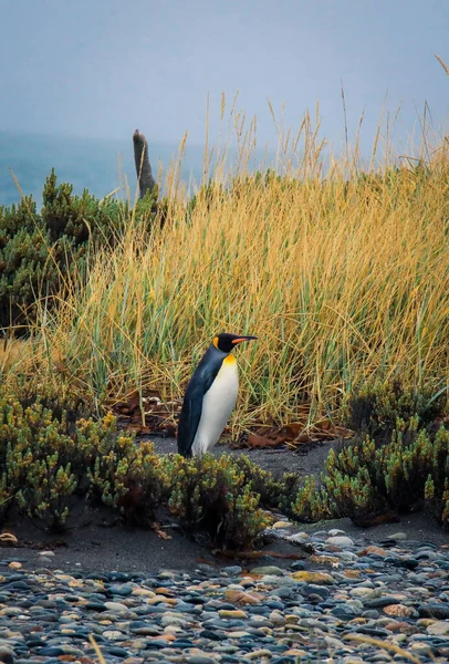 在智利火地岛Porvenir附近的Pinguino Rey公园 一只大企鹅在香港散步和拍打翅膀 — 图库照片