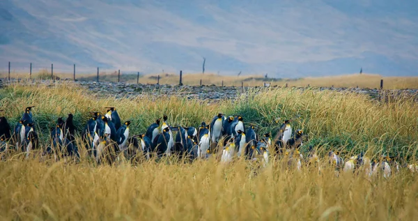 Panorámás Kilátás Nagy Király Pingvin Kolónia Parque Pinguino Rey Közelében — Stock Fotó