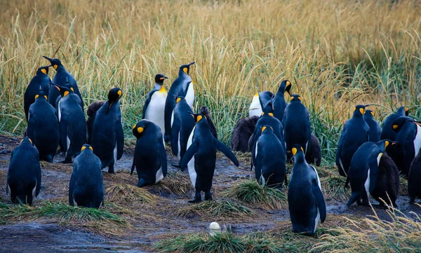 Колония Пингвинов Big King Pinguino Парке Pinguino Rey Вблизи Порвенира — стоковое фото