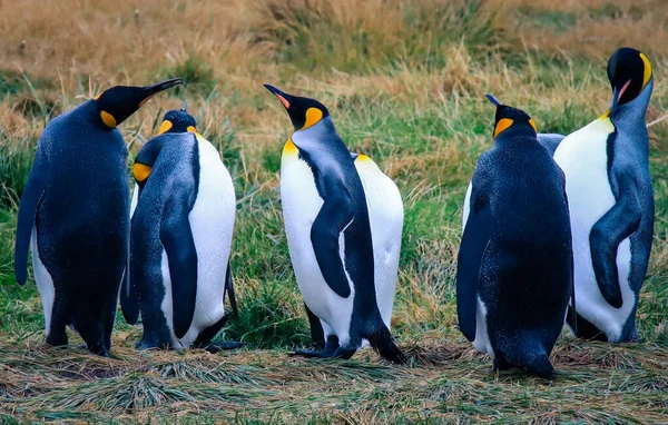 Kolonia Wielkich Pingwinów Króla Parque Pinguino Rey Pobliżu Porvenir Tierra — Zdjęcie stockowe