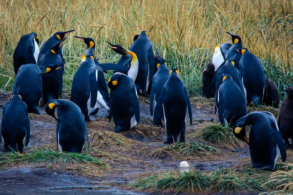 Big King Penguins Colony Parque Pinguino Rey Porvenir Tierra Del — стокове фото