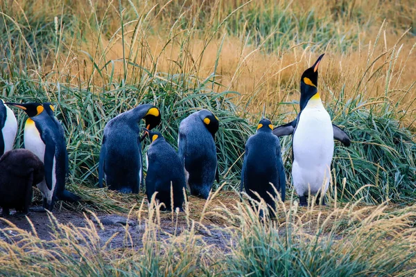 Колония Пингвинов Big King Pinguino Парке Pinguino Rey Вблизи Порвенира — стоковое фото