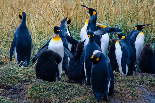 Big King Penguins Colony Parque Pinguino Rey Porvenir Tierra Del — стокове фото