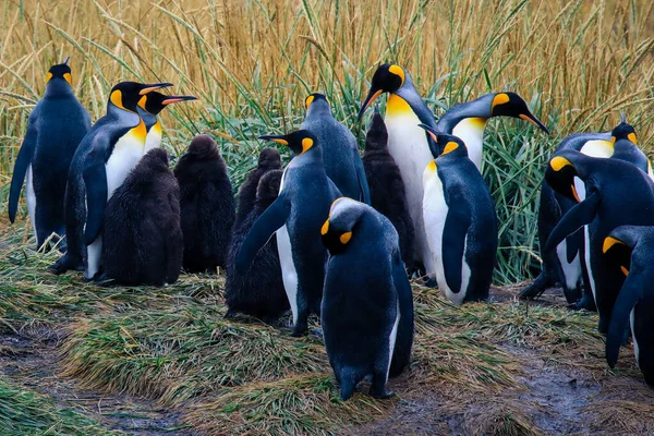 Big King Penguins Colony Parque Pinguino Rey Porvenir Tierra Del — стокове фото