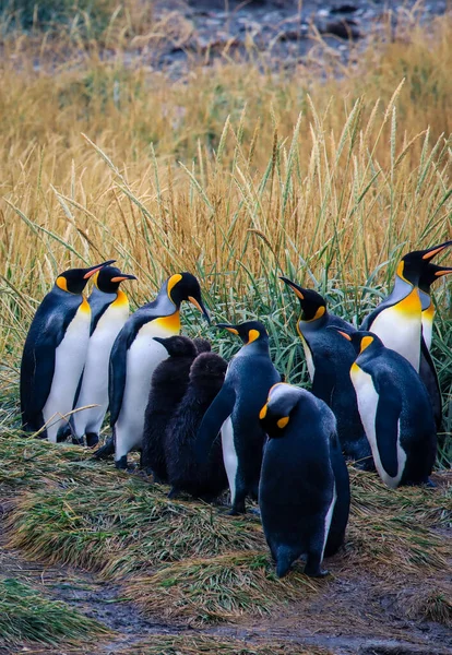 Big King Penguins Colony Parque Pinguino Rey Porvenir Tierra Del — стокове фото