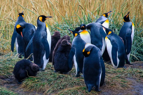 Αποικία Big King Penguins Στο Parque Pinguino Rey Κοντά Στο — Φωτογραφία Αρχείου