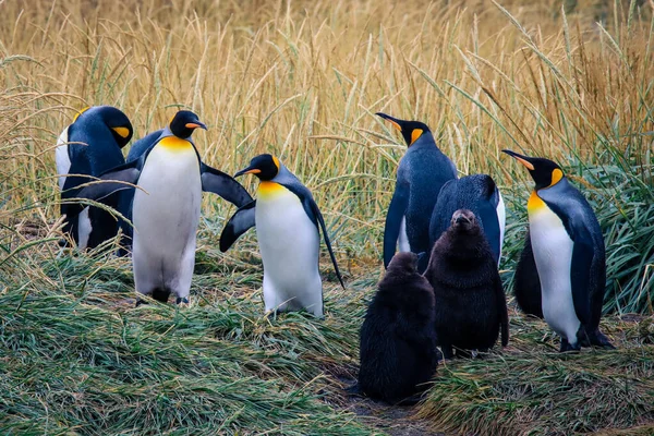 Jeden Wielki Królewski Pingwin Spacerujący Bijący Skrzydła Kolonii Parque Pinguino — Zdjęcie stockowe