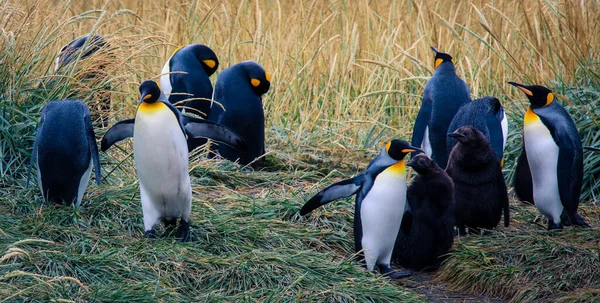 One Big King Penguin Walking Beating Wings Colony Parque Pinguino — Stock Photo, Image