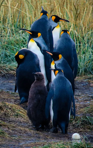 Закройте Вид Большую Королевскую Семью Пингвинов Парке Пингино Рей Около — стоковое фото
