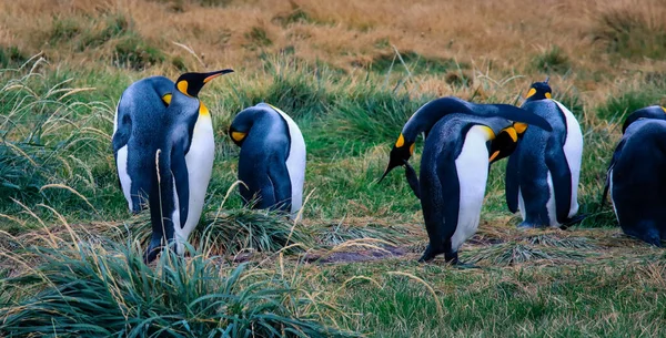 Egy Nagy Király Pingvin Sétál Veri Szárnyait Kolónia Parque Pinguino — Stock Fotó