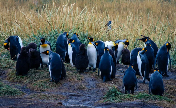 Big King Penguins Kolónia Parque Pinguino Rey Közelében Porvenir Tierra — Stock Fotó