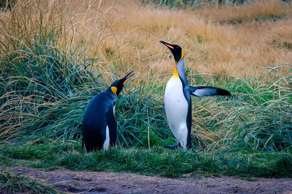 Grande Pinguino Che Cammina Batte Ali Nella Colonia Nel Parque — Foto Stock