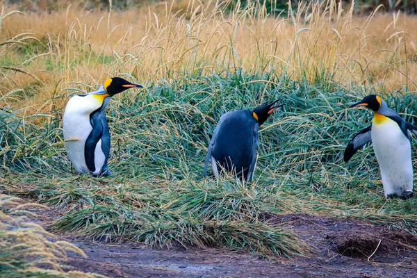 Gran Rey Pingüino Caminando Batiendo Alas Colonia Parque Pinguino Rey — Foto de Stock