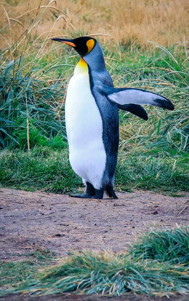 Porvenir, Tierra del Fuego, Şili yakınlarındaki Pinguino Rey 'deki kolonide yürüyen ve kanat çırpan büyük bir kral.