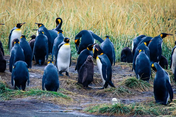 Big King Penguins Colony Parque Pinguino Rey Porvenir Tierra Del — стокове фото