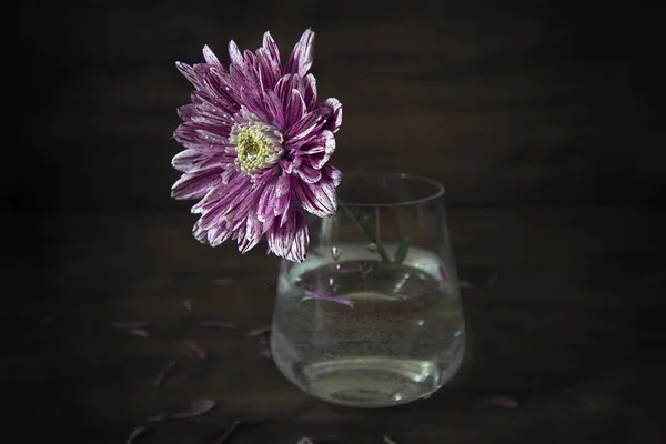 Bodegón con crisantemo en un vaso sobre fondo de madera . — Foto de Stock