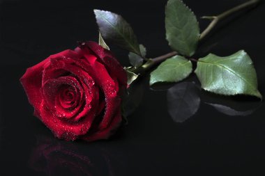 Kırmızı bir gül siyah ayna yüzeyinde yer alır..