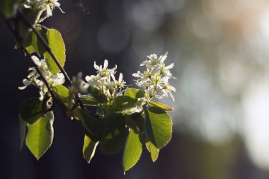 Çiçekli bir elma ağacının dalları