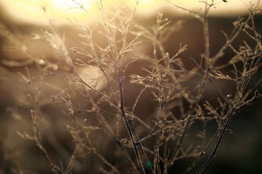 Geçen yılın çimenleri şafak vakti tarlada donla kaplıdır.. 