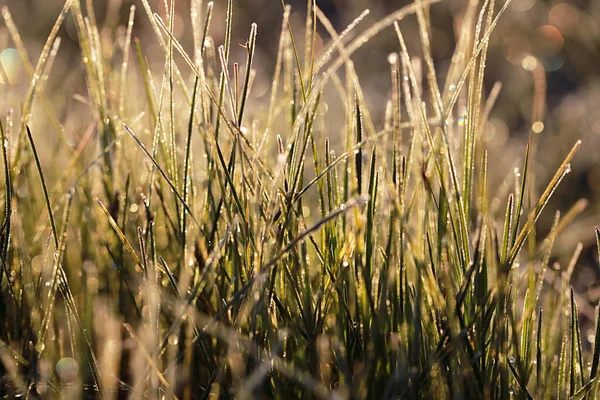 Зеленая Трава Покрыта Росой Поле — стоковое фото