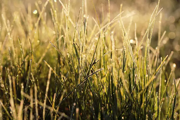 Erba Verde Coperta Rugiada All Alba Nel Campo — Foto Stock