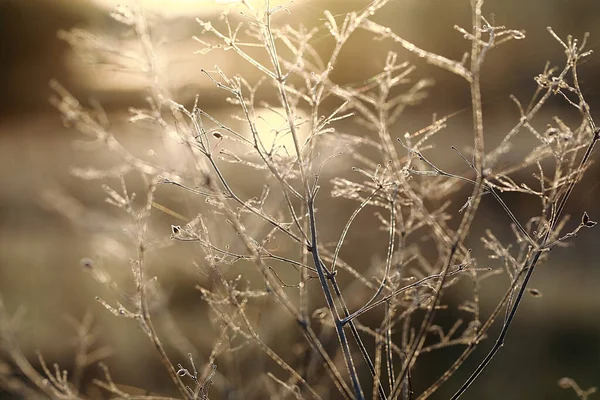 Прошлогодняя Сухая Трава Покрыта Морозом Рассвете Поле — стоковое фото