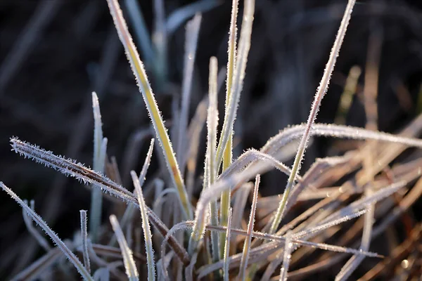 Droog Gras Van Vorig Jaar Bedekt Met Vorst Bij Dageraad — Stockfoto