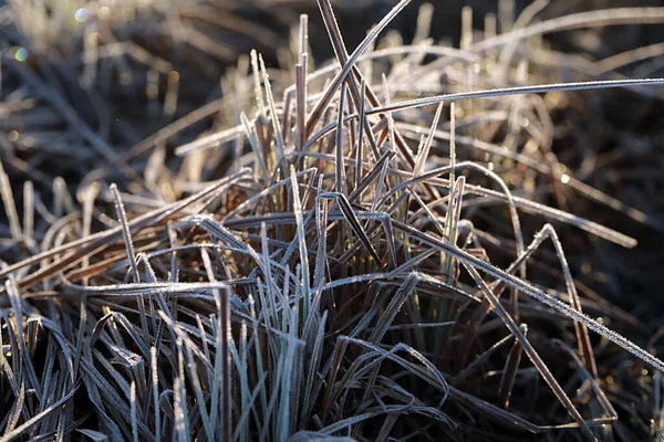 Torr Förra Årets Gräs Täckt Med Frost Gryningen Fältet — Stockfoto