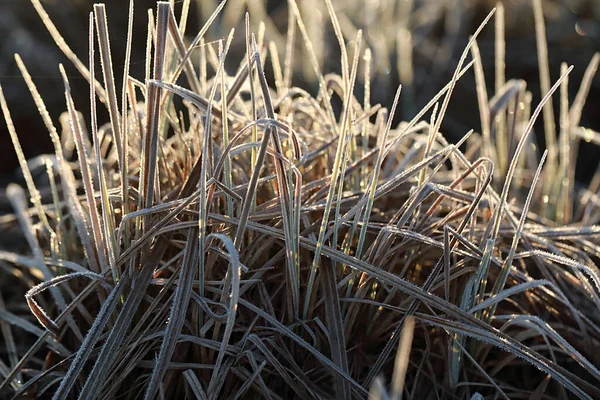 Seco Grama Ano Passado Coberto Com Geada Amanhecer Campo — Fotografia de Stock