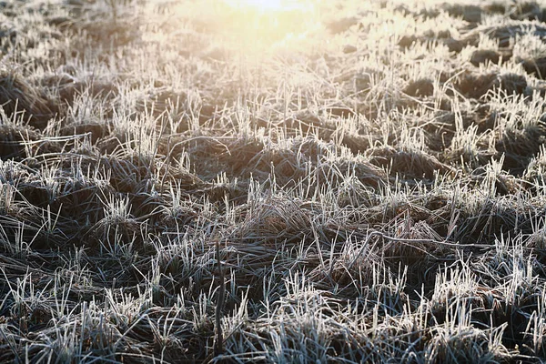 Прошлогодняя Сухая Трава Покрыта Морозом Рассвете Поле — стоковое фото