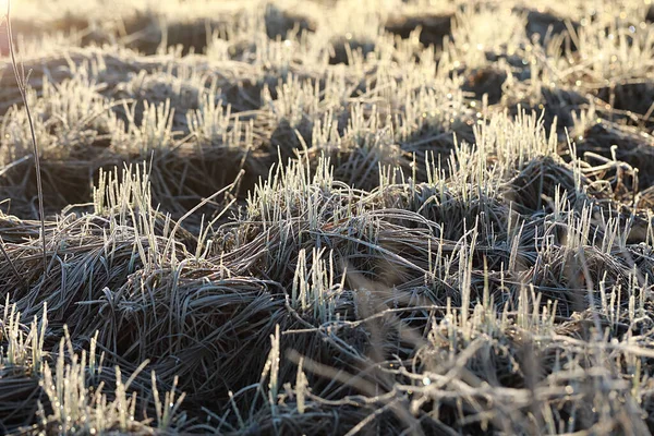 Erba Asciutta Dell Anno Scorso Coperta Gelo All Alba Nel — Foto Stock