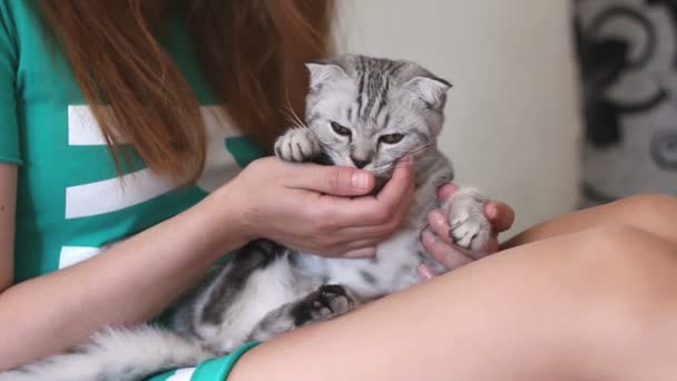 Baby кішка покладення жінка ноги. Сірий кошеня, улюблений красиві господиня — стокове відео