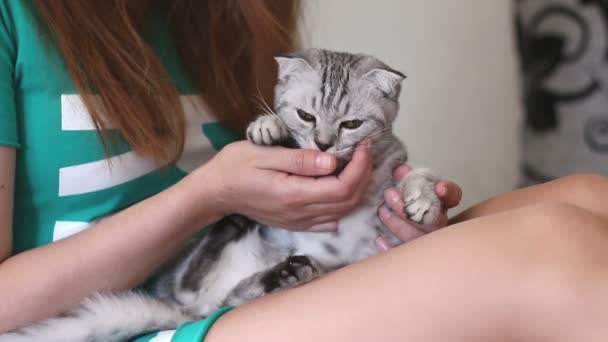 Baby cat laying on woman legs. Gray kitten, a favorite of the beautiful hostess — Stock Video