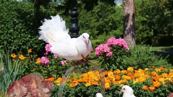 Boncuk ile serin beyaz güvercin — Stok video