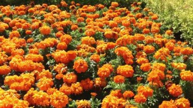 Büyük flowerbed turuncu çiçekler