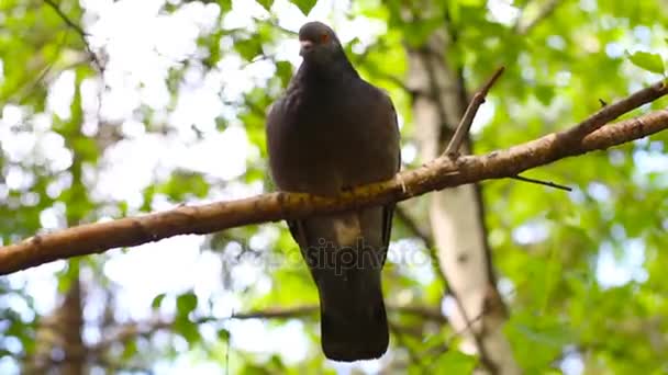 Pták dřevo holubí šedi na větvi — Stock video