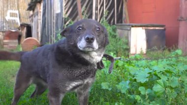 Dört tekerlekli yük arabası onun kuyruk ve gülümseyen güzel gri köpek.