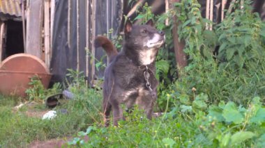 Whats ortamında koklama chainis köpek