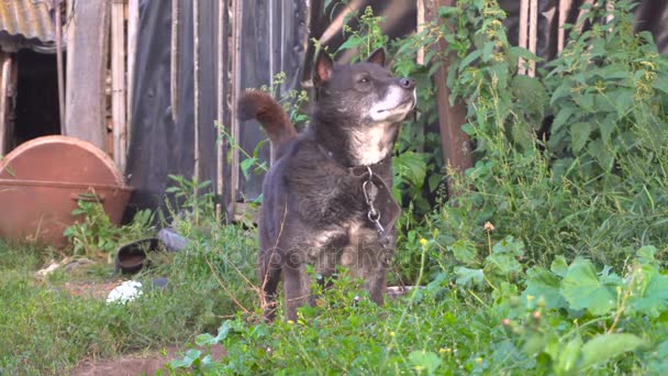 Dog on chainis sniffing whats in the environment — Stock Video