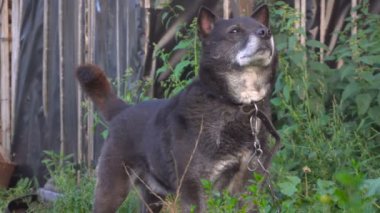 bir köpek whats ortamında koklama